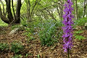 29 Bella orchidea 